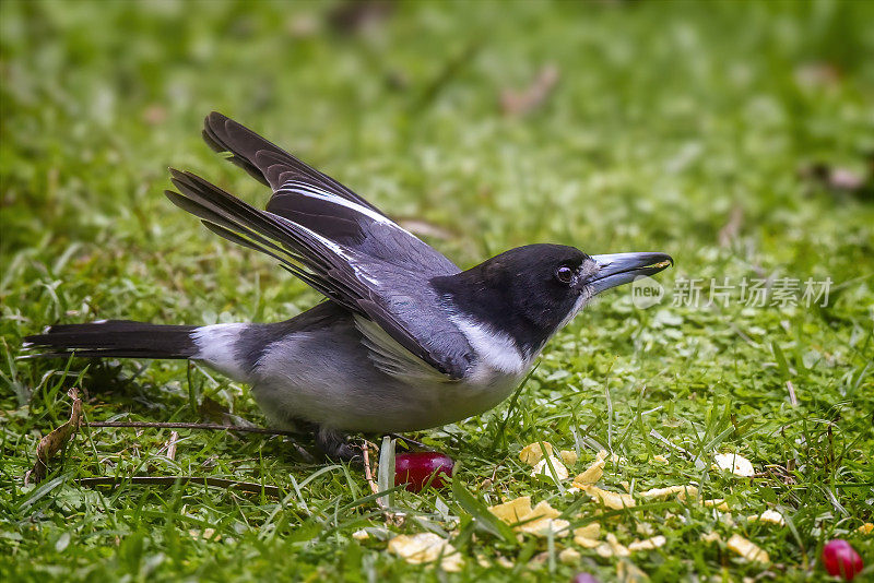 灰伯劳鸟(Cracticus torquatus)